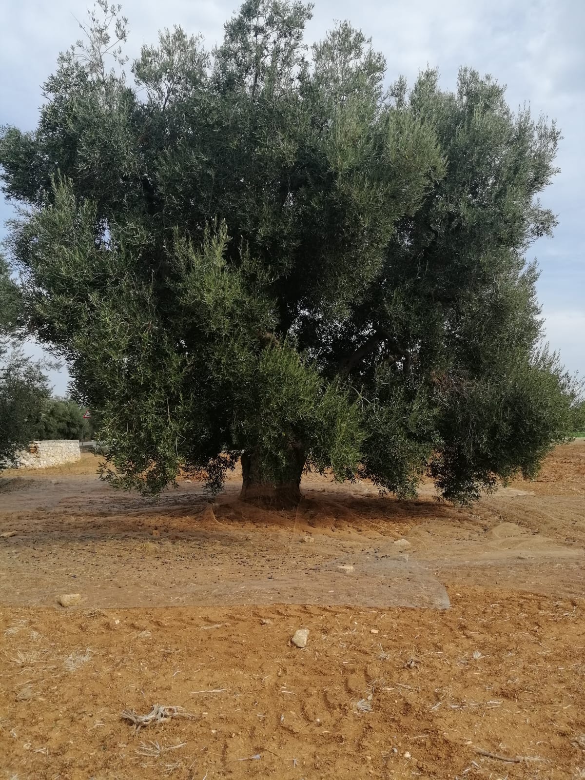 OLIO DESIDERIO